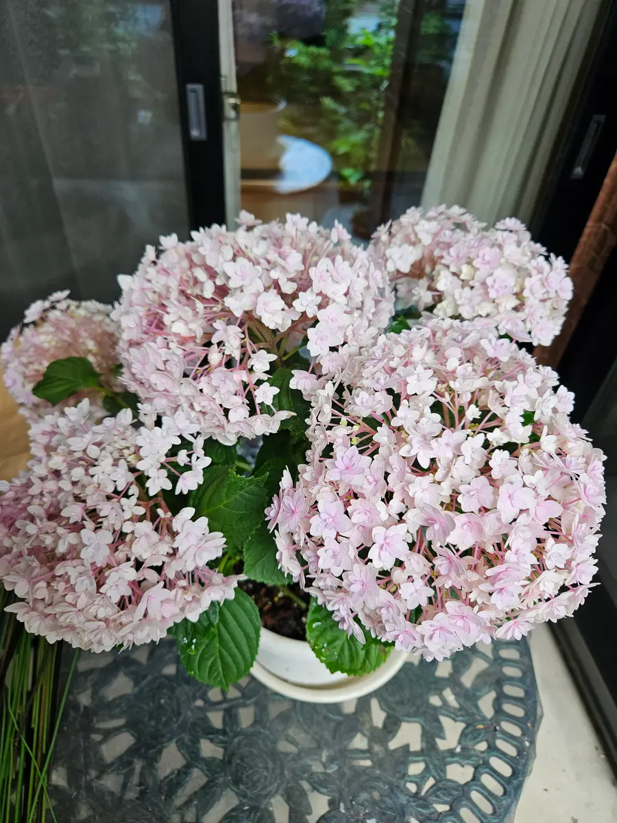 大特価 意味 母の日に貰った紫陽花てまりてまりです、鉢が小さいので一回り その他