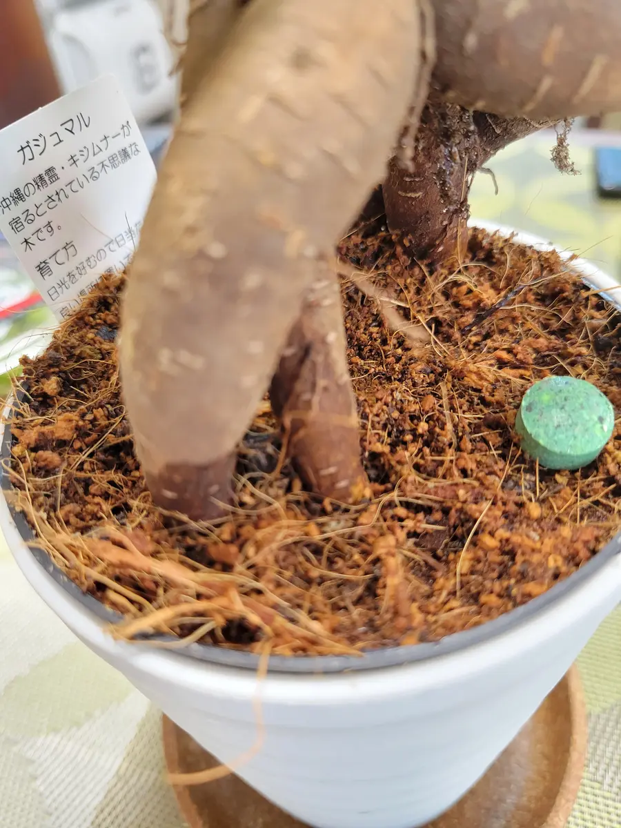 ガジュマル約1.5メートル/13号 【公式通販】