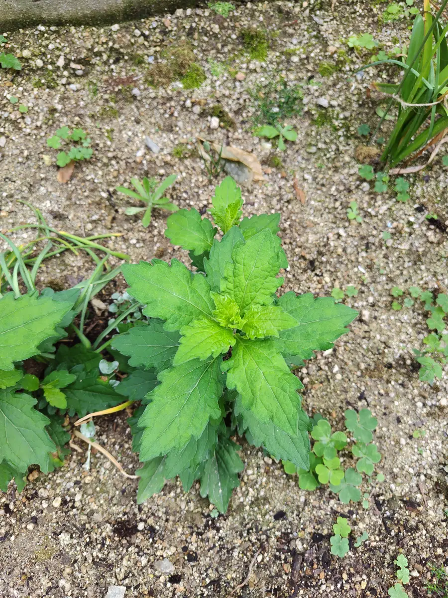 こんにちは(^^)お楽しみ球根セットを植えていた鉢から育ったも