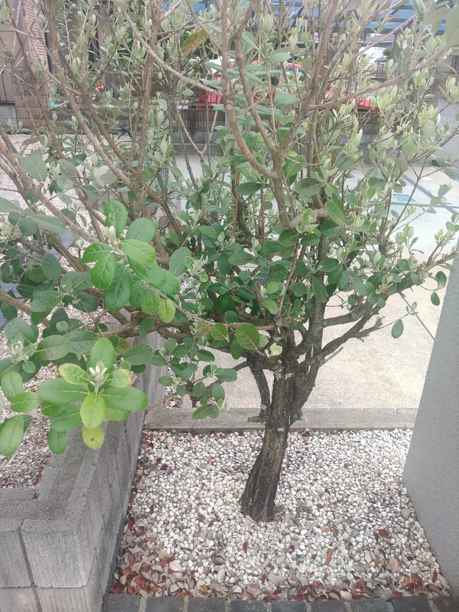 15年ほど前に実家を建て替えた際に植えられたものです。植物に