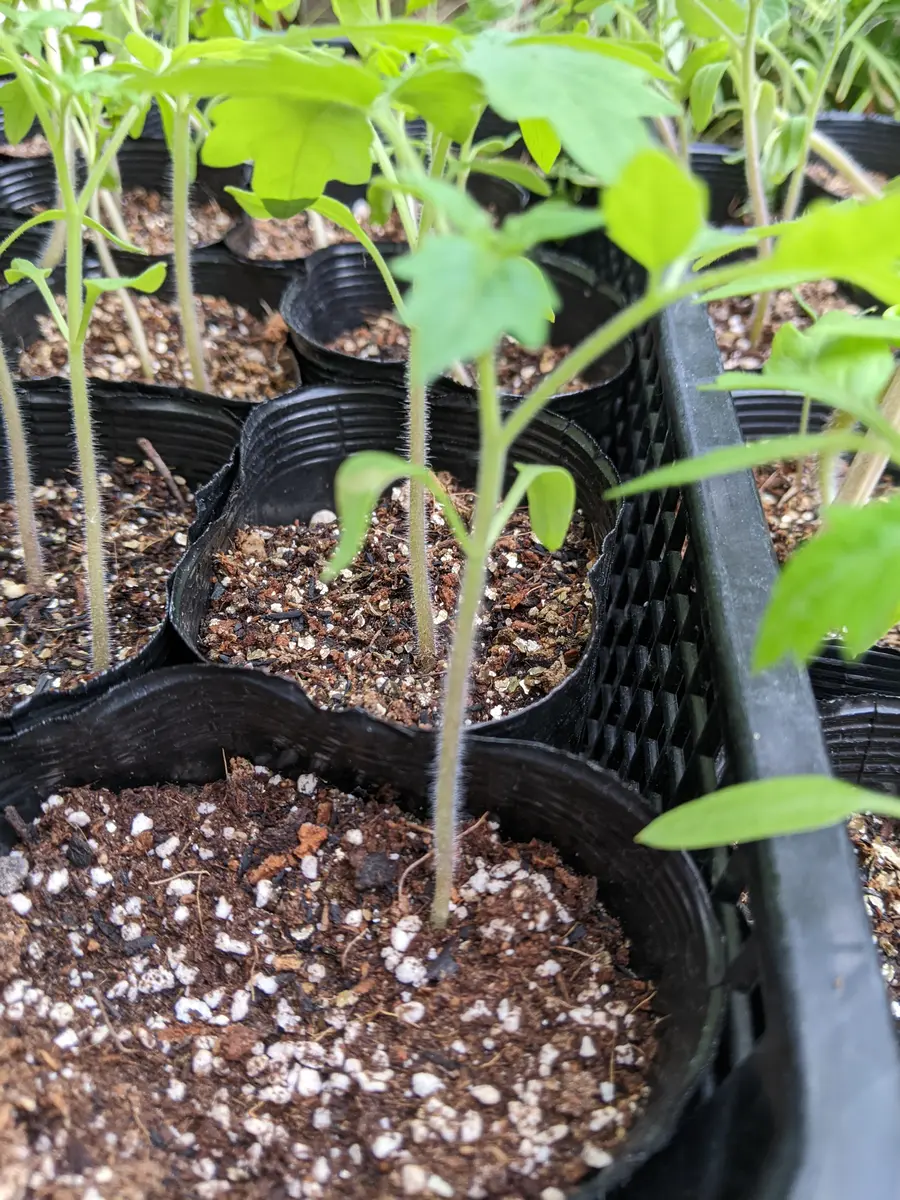 先ほど質問あげた2ヶ月たつのに育ってない苗（写真2枚）ですが