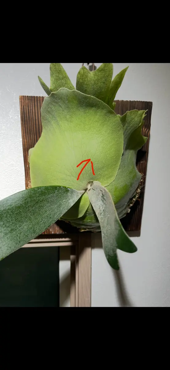 ビカクシダウィリンキーバリです。成長点が矢印方向に移動して