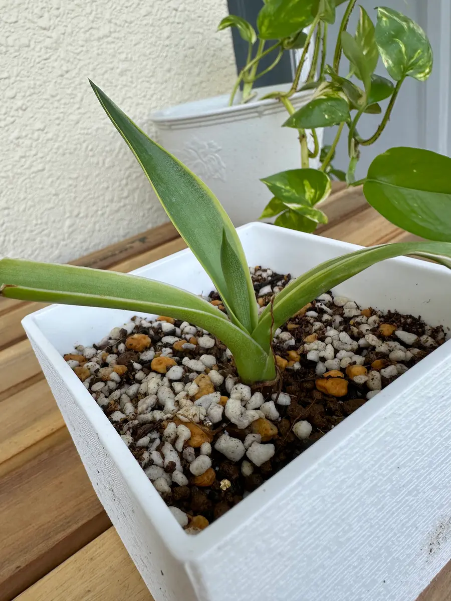 この植物、わかる方いますか？去年誰かに頂いたもので観葉植｜園芸