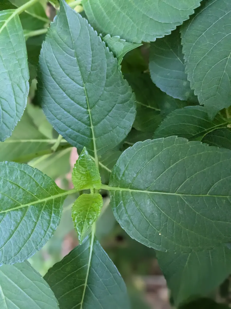 紫陽花の 約1メートル健康的な成長地植え・３ 挿し芽から地植えして3年目、の紫陽花ですが去年は一輪くらい咲