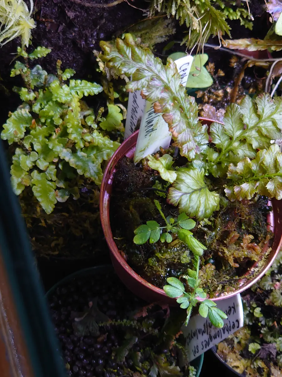 その他観葉植物 Cephalomanes sp. ' Manacapuru, Brasil かなり難しい質問になります。Cephalomanessp.TratThailand｜園芸