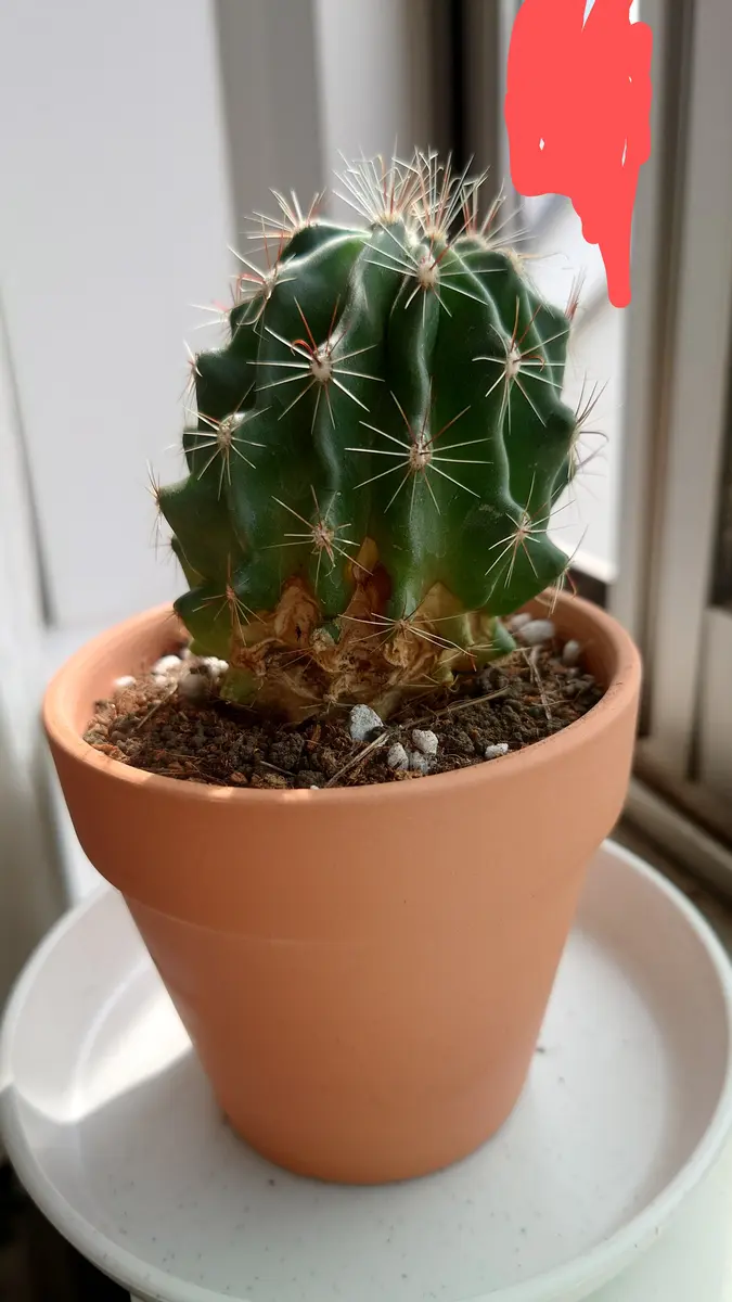 サボテンの根元が茶色くなってしまいましたサボテン初心者で｜園芸