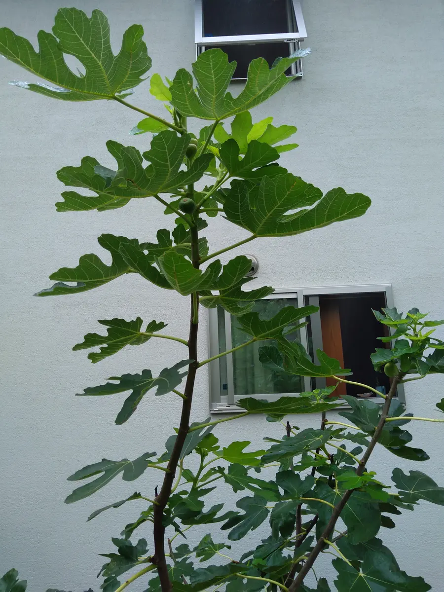 イチジクの育て方を教えて下さい。三年前に30センチの苗を植え