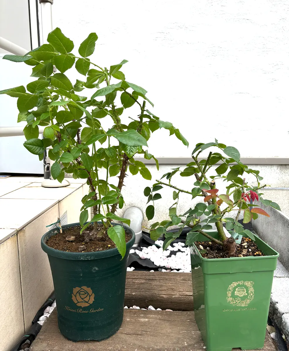 イスラエル7年生　極太苗　8号鉢に移し替えて発送 スリット鉢の寄植え | CAINZ DIY Square