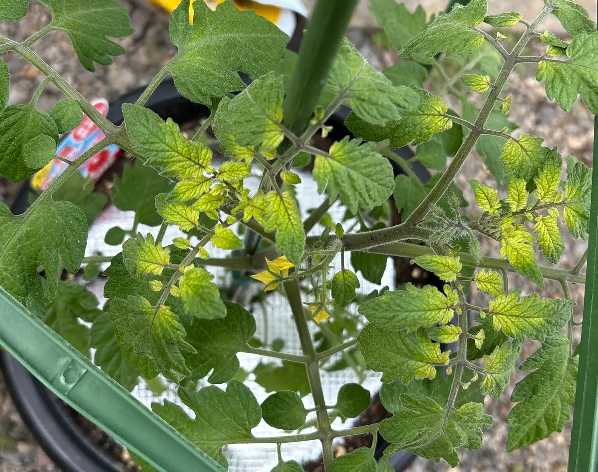 ミニトマトが3日前くらいから葉の中側だけ黄色くなりました
