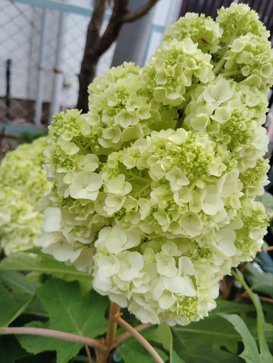 柏葉紫陽花の挿し穂を購入し、開花して3年目…何と言う名前かわ