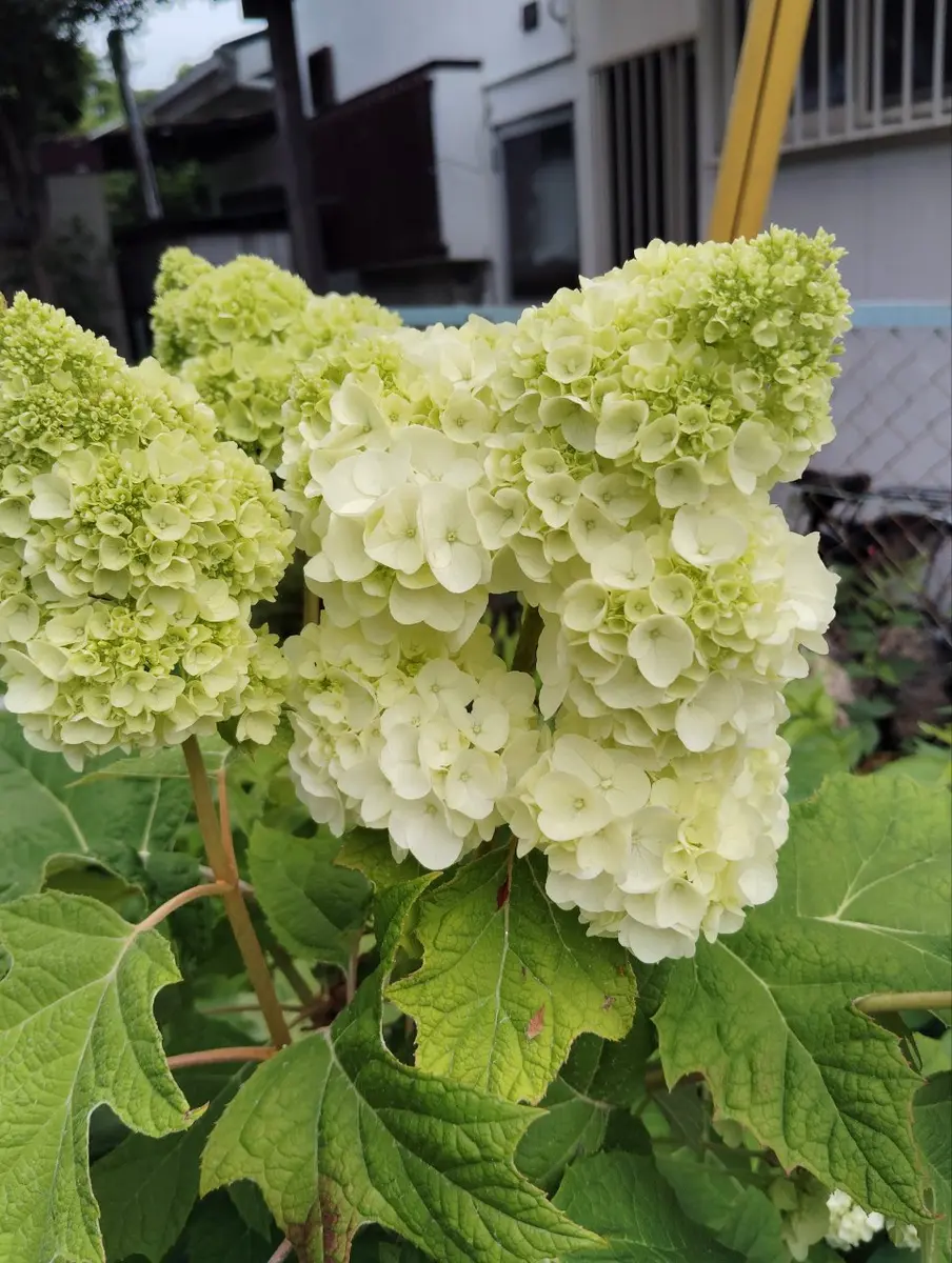 柏葉紫陽花の挿し穂を購入し、開花して3年目…何と言う名前かわ