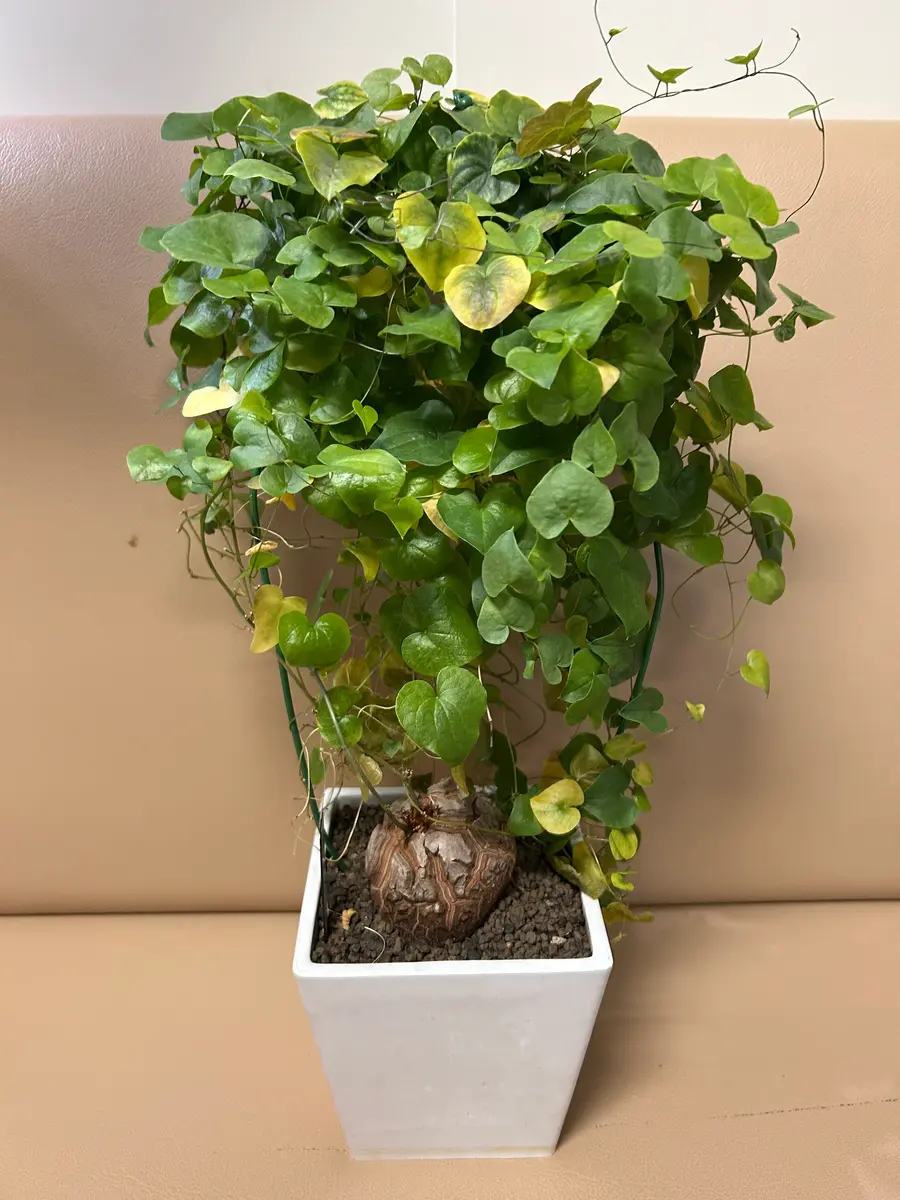 アフリカ亀甲竜 | GN PLANT