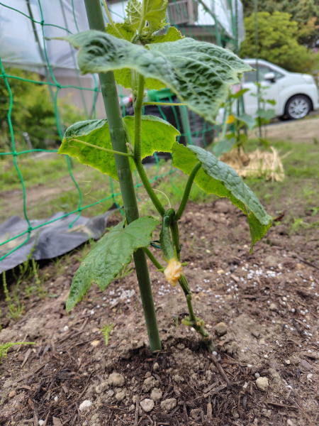 ホームセンターで購入した「接木のきゅうりの苗」地植えにしま 
