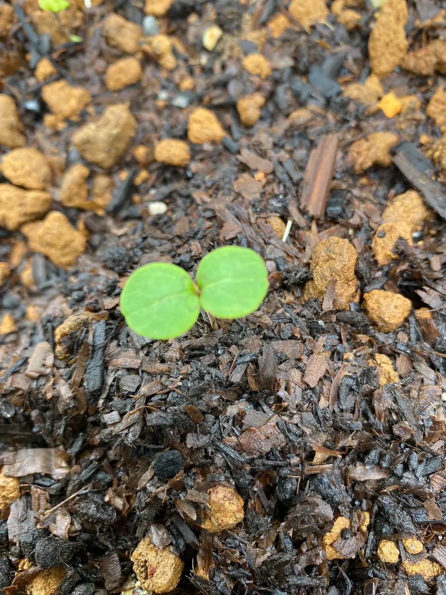 なんという植物の芽でしょうか？5月の初め頃から庭にたくさ｜園芸