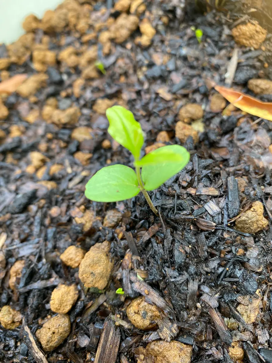 なんという植物の芽でしょうか？5月の初め頃から庭にたくさ｜園芸