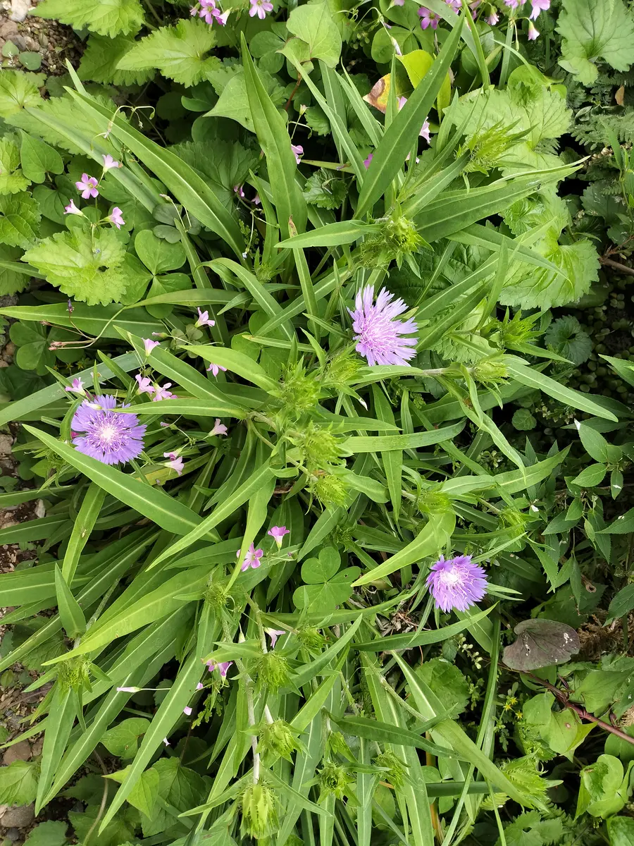 この花が咲いたので園芸日記か、写真投稿をしたいのですが、名 