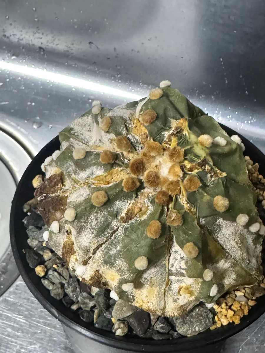 サボテンが枯れてしまいます。窓は南と東にありレースのカーテ