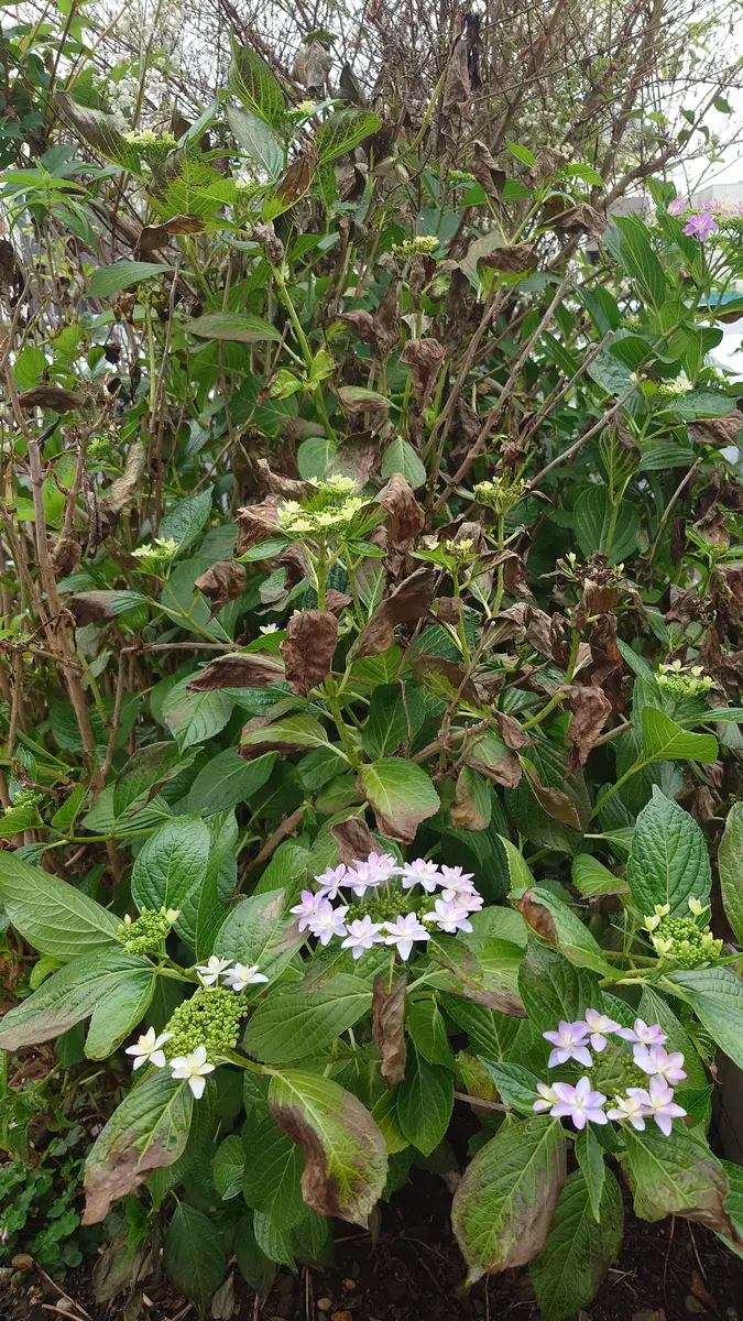 レモンの木☆実つきよし☆1.3M(鉢底から)品番C こんにちは。