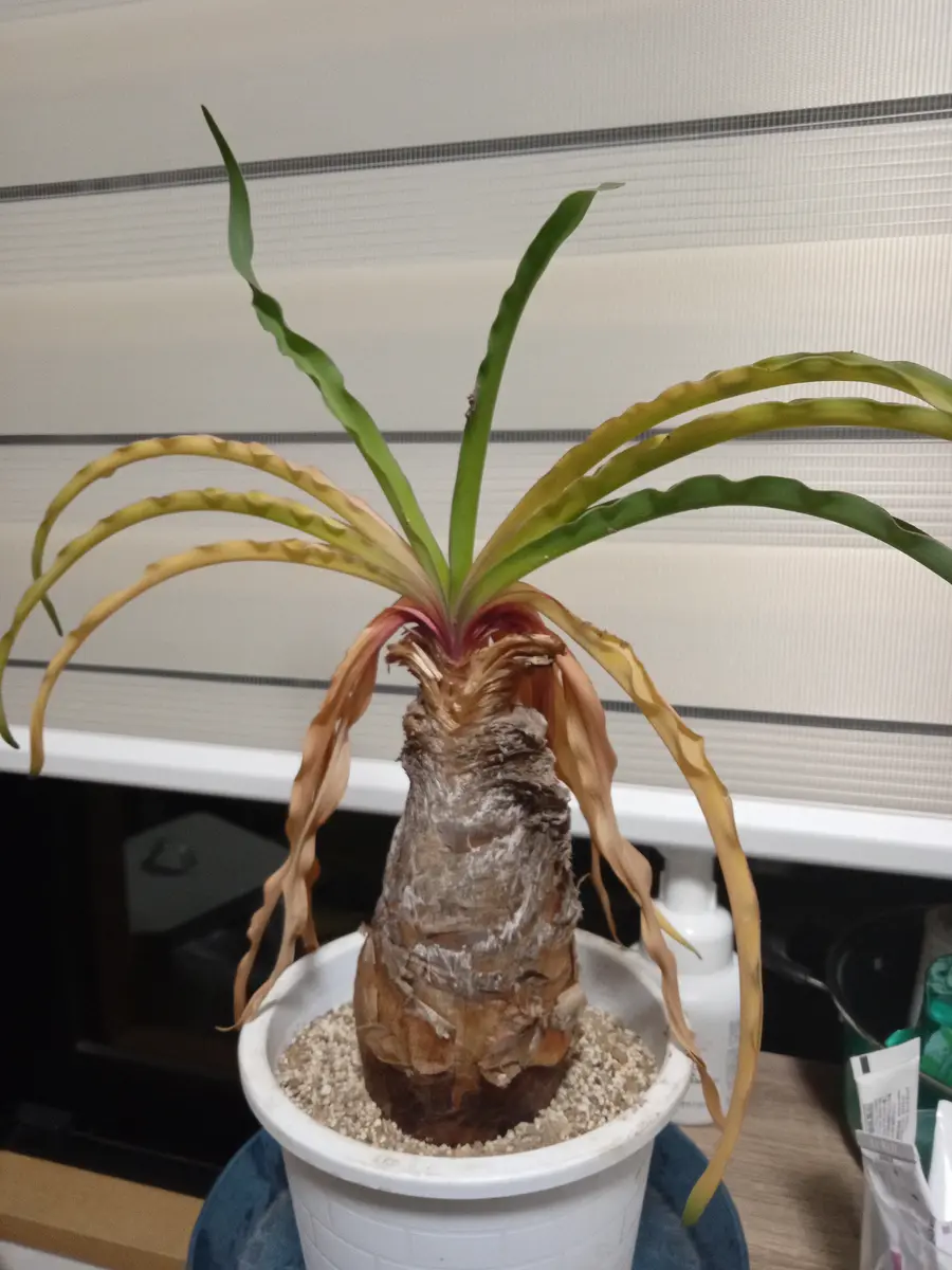 ブーファン・ディスティカ】2週間ほど前に我が家に来たブー｜園芸