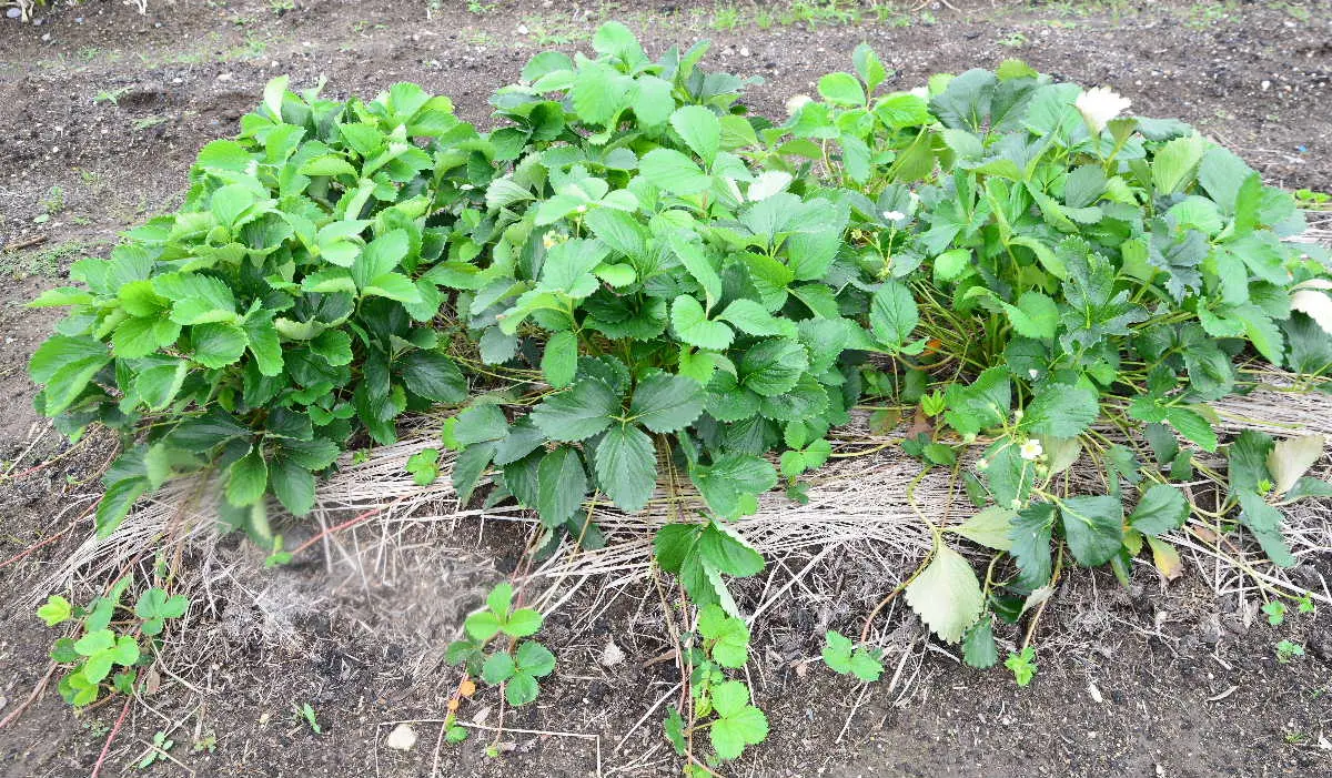 こごみ　大苗　ランナーが　出るたび増える！ こごみ 大苗 ランナーが 出るたび増える！