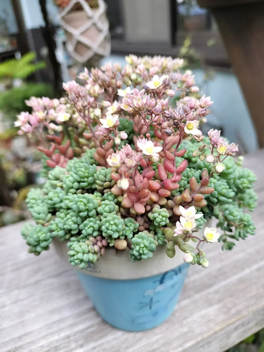 【現品　根付】セダム「パープルヘイズ」粒が数個必ず取れます　お花も終わり 現品根付】セダム「パープルヘイズ」粒が数個必ず取れますお花も