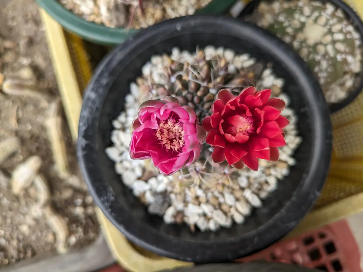 多肉植物　花サボテン　緋花玉　実生 セール 2年前に購入した緋花玉を育てています。今年の春に初めて植え