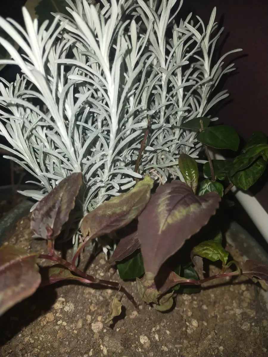 受付用 ペルシカリアレッドドラゴン苗 受付用 ペルシカリアレッド