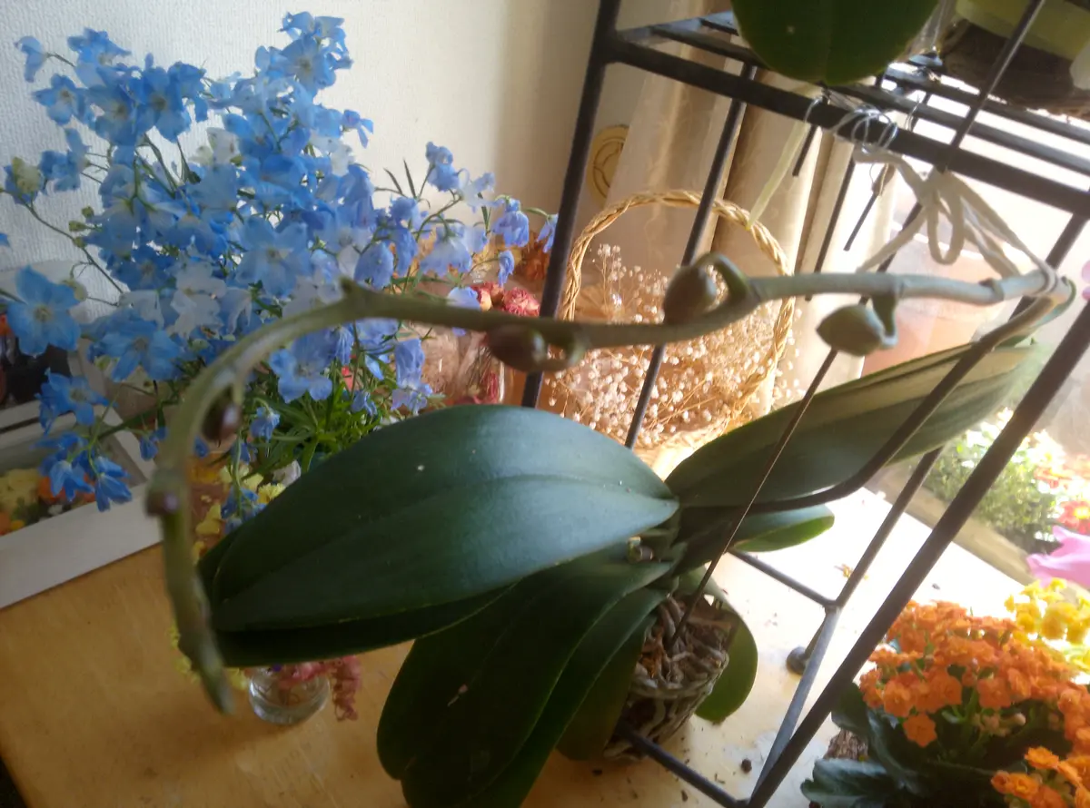 度々質問すみません。あと2つ質問させてください。花が咲いて｜園芸