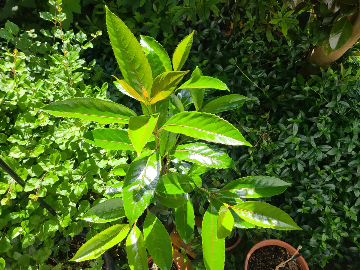 お世話になります、この写真の植物が判る方教えていただきたい