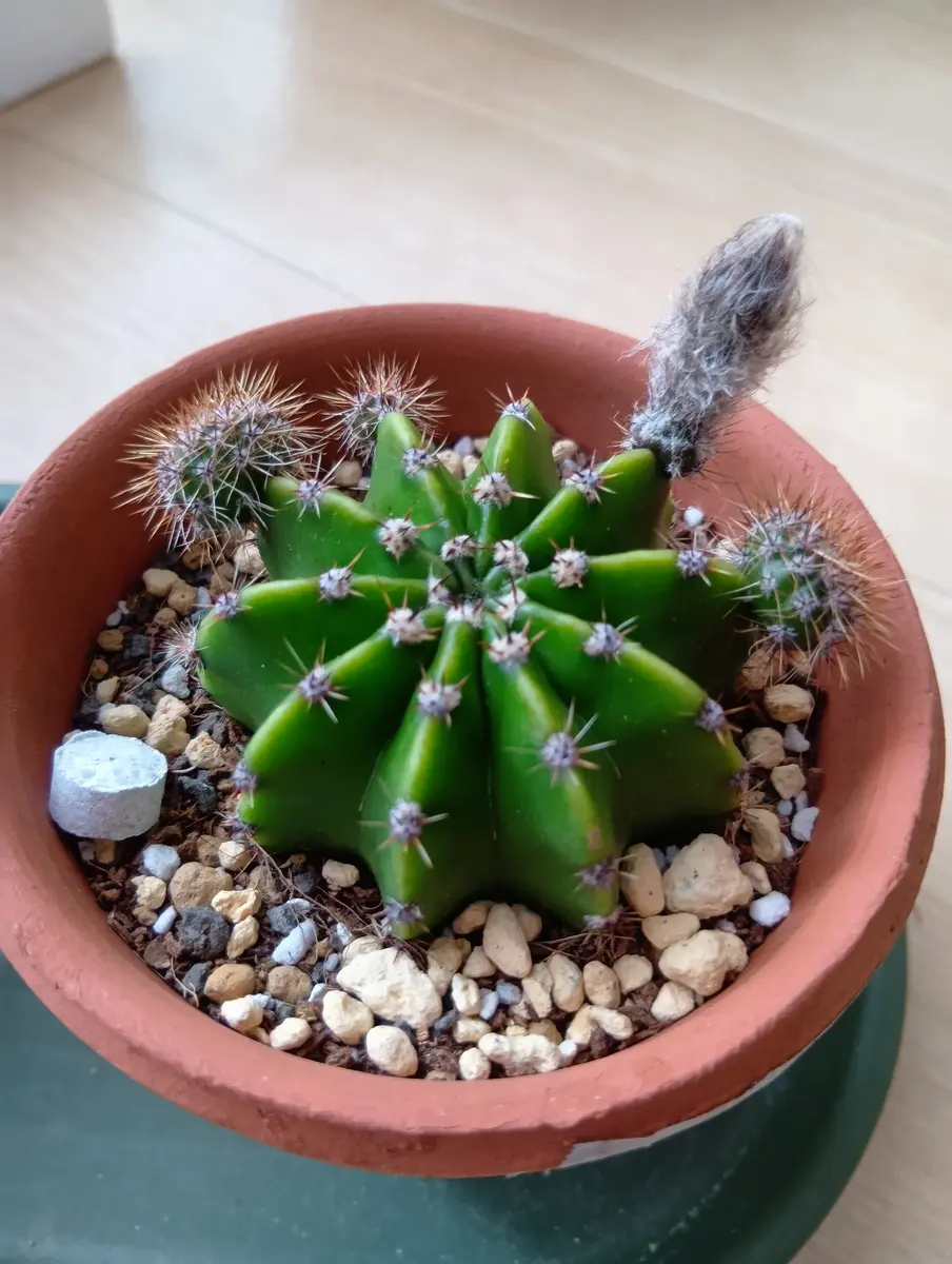 巨大苗205cm関東露地実績、植木鉢OK◇糖度モンスター◇ドワーフ