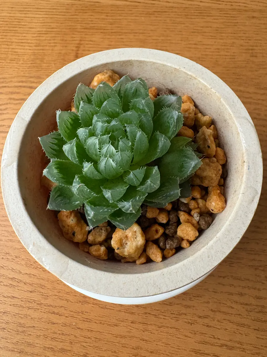 いつもお世話になっております。多肉植物初心者です。ハオルチ
