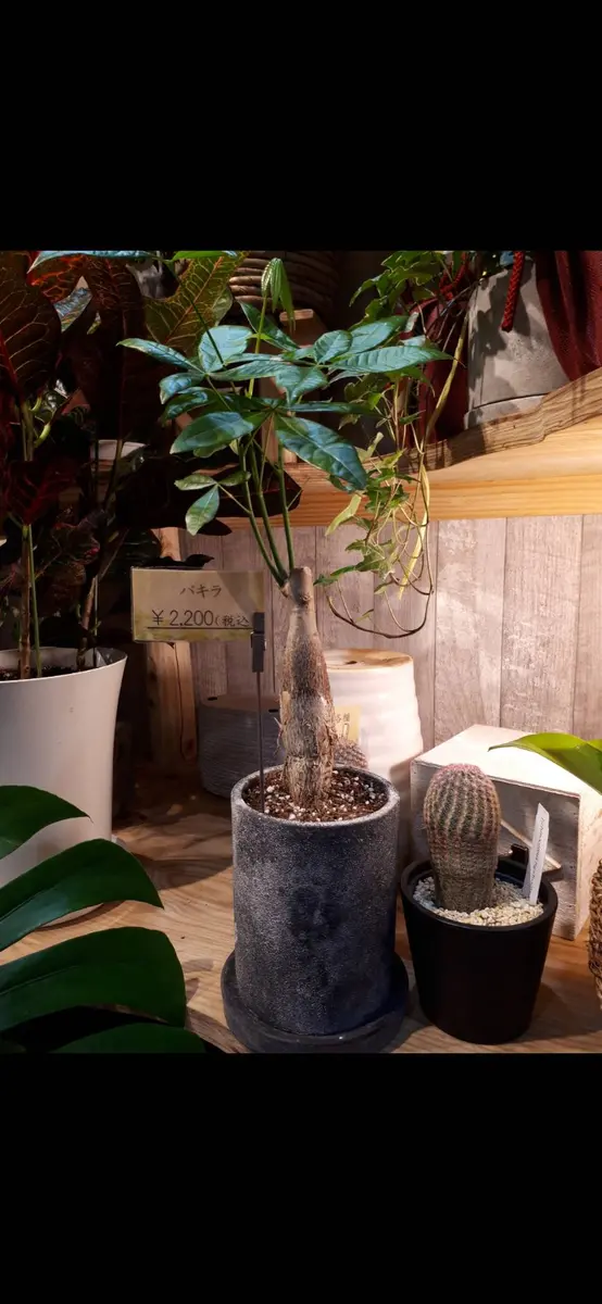 3年前に購入したパキラの葉っぱがほとんど落ちてしまいました｜園芸