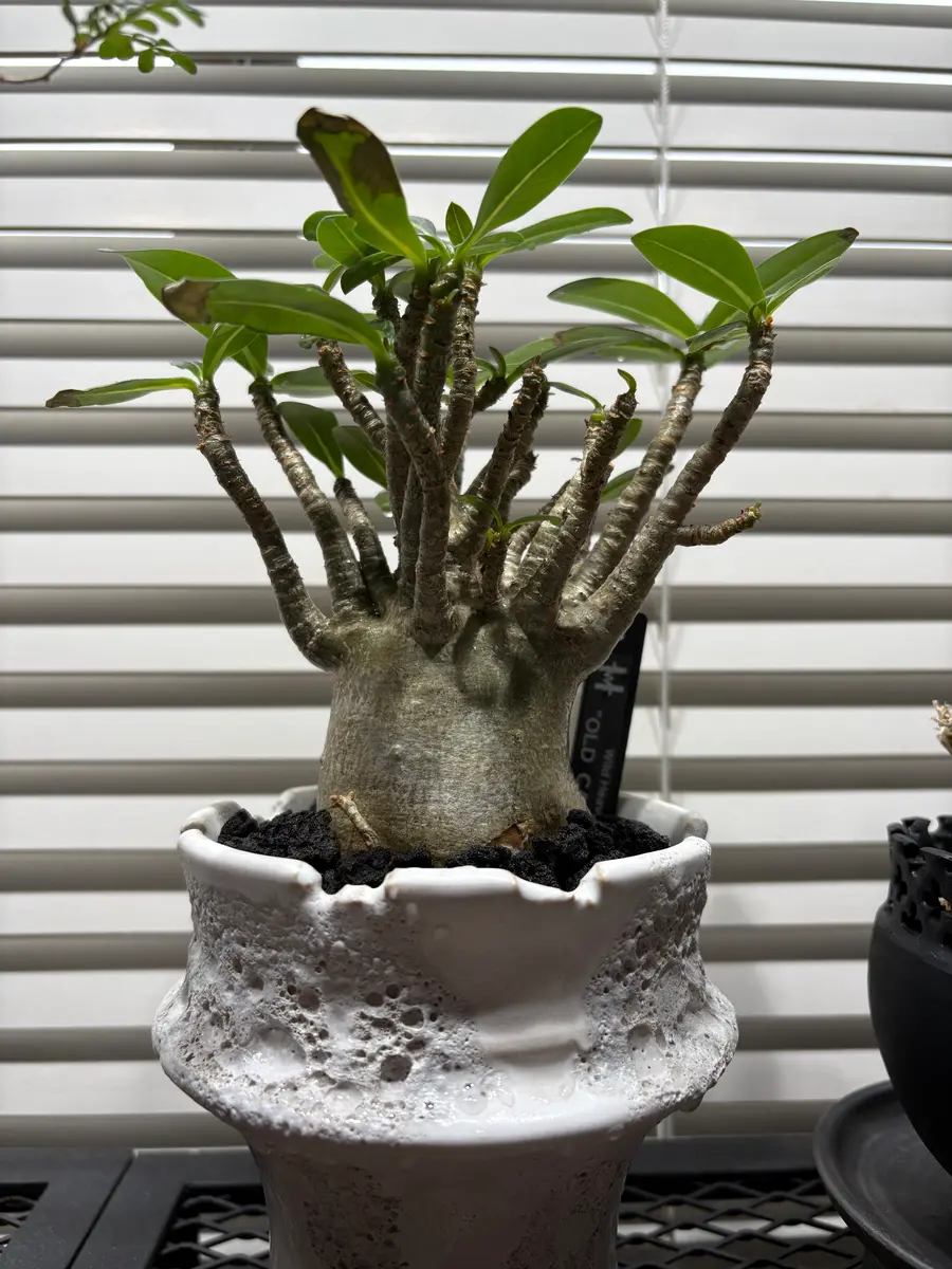 ベルナルド/Bernardaid オーダーメイド青い花柄の陶器製四角皿2枚