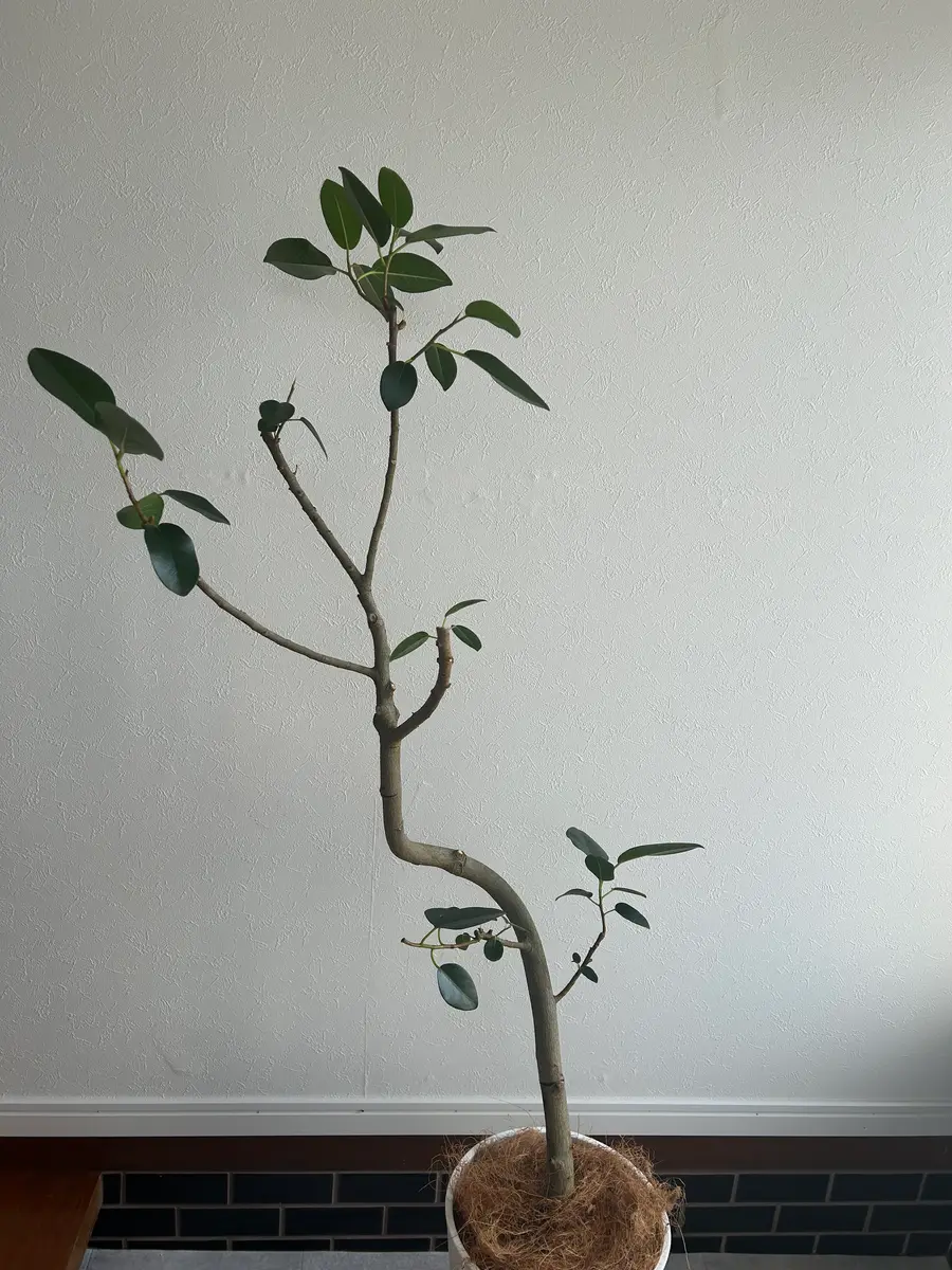 最近園芸を始めたばかりの超初心者です。。お助けください。｜園芸