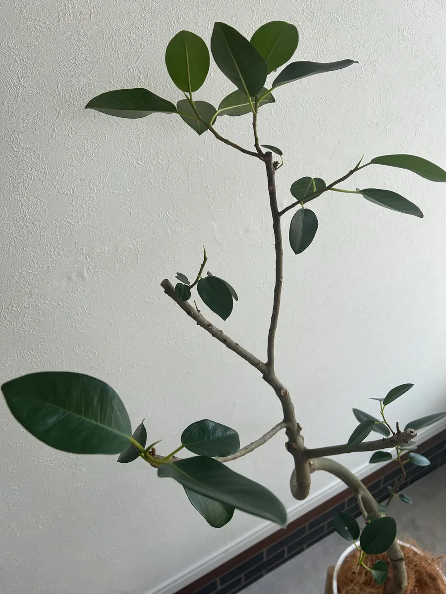 最近園芸を始めたばかりの超初心者です。。お助けください。｜園芸