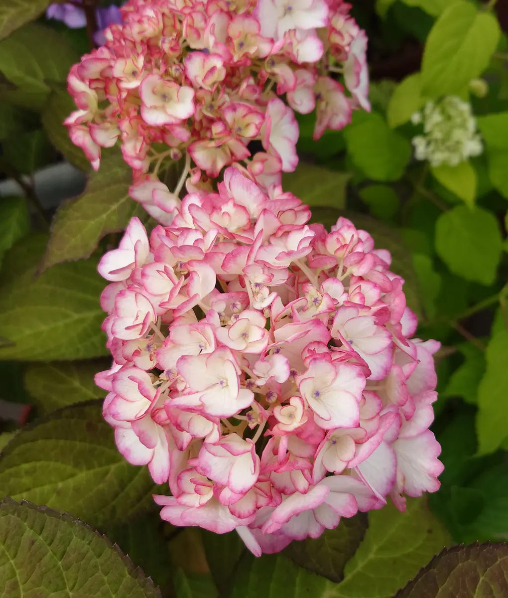 紫陽花様確認ページ こちらの紫陽花の名前わかるでしょうか？これかもというのでも