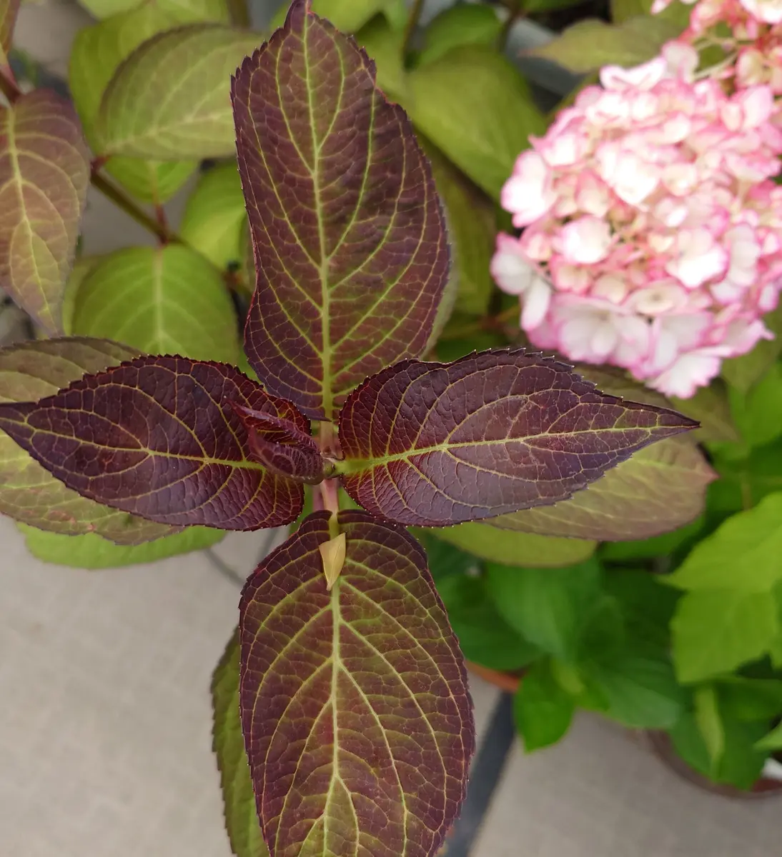 こちらの紫陽花の名前わかるでしょうか？これかもというのでも