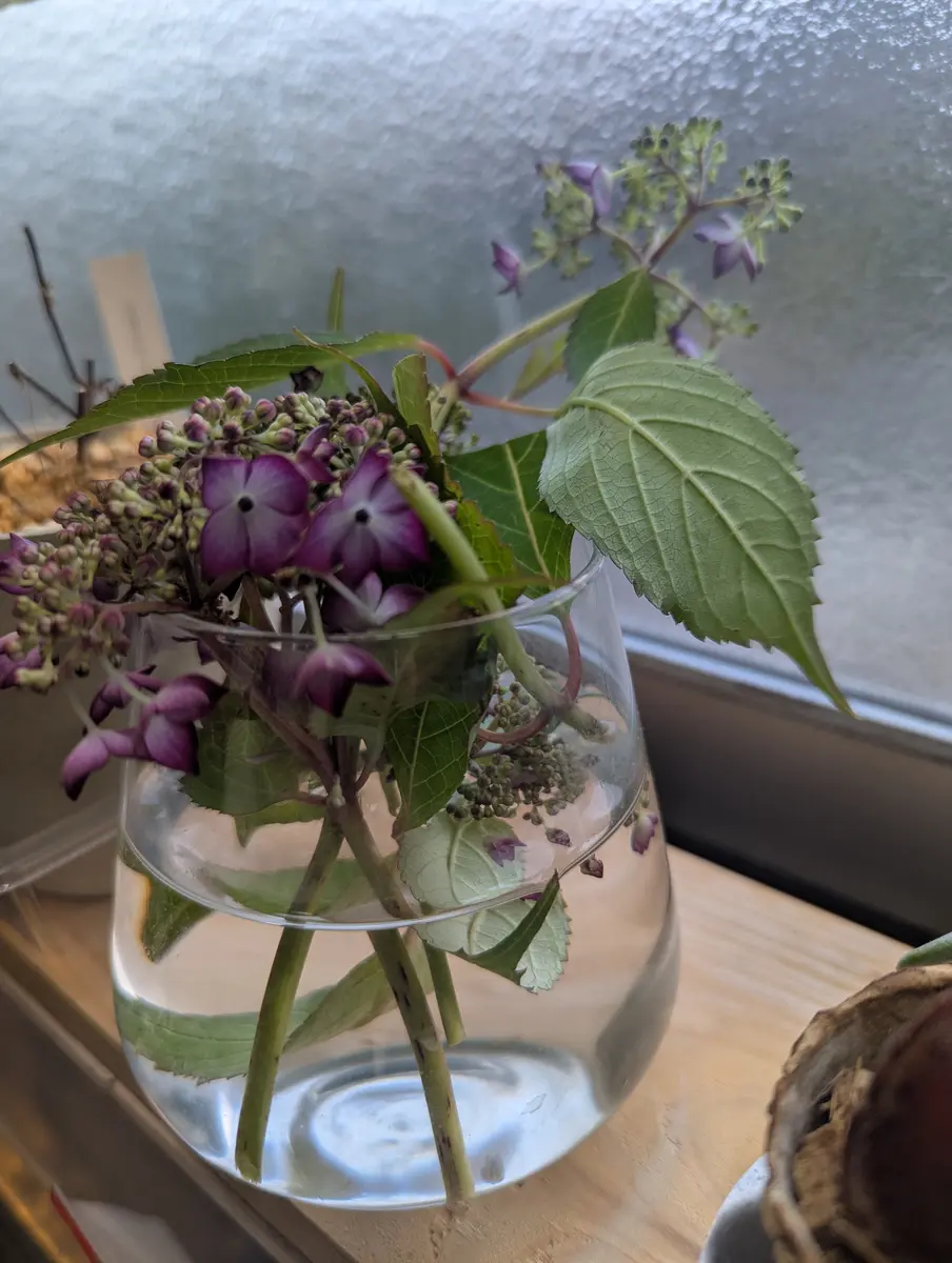 地域の生鮮地域市場で売られている紫陽花を購入しました。品種
