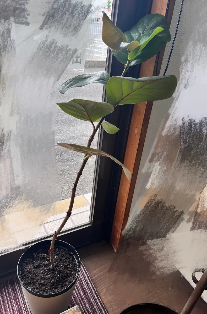 シーグレープについて相談です。約1年育てたシーグレープ、ひ