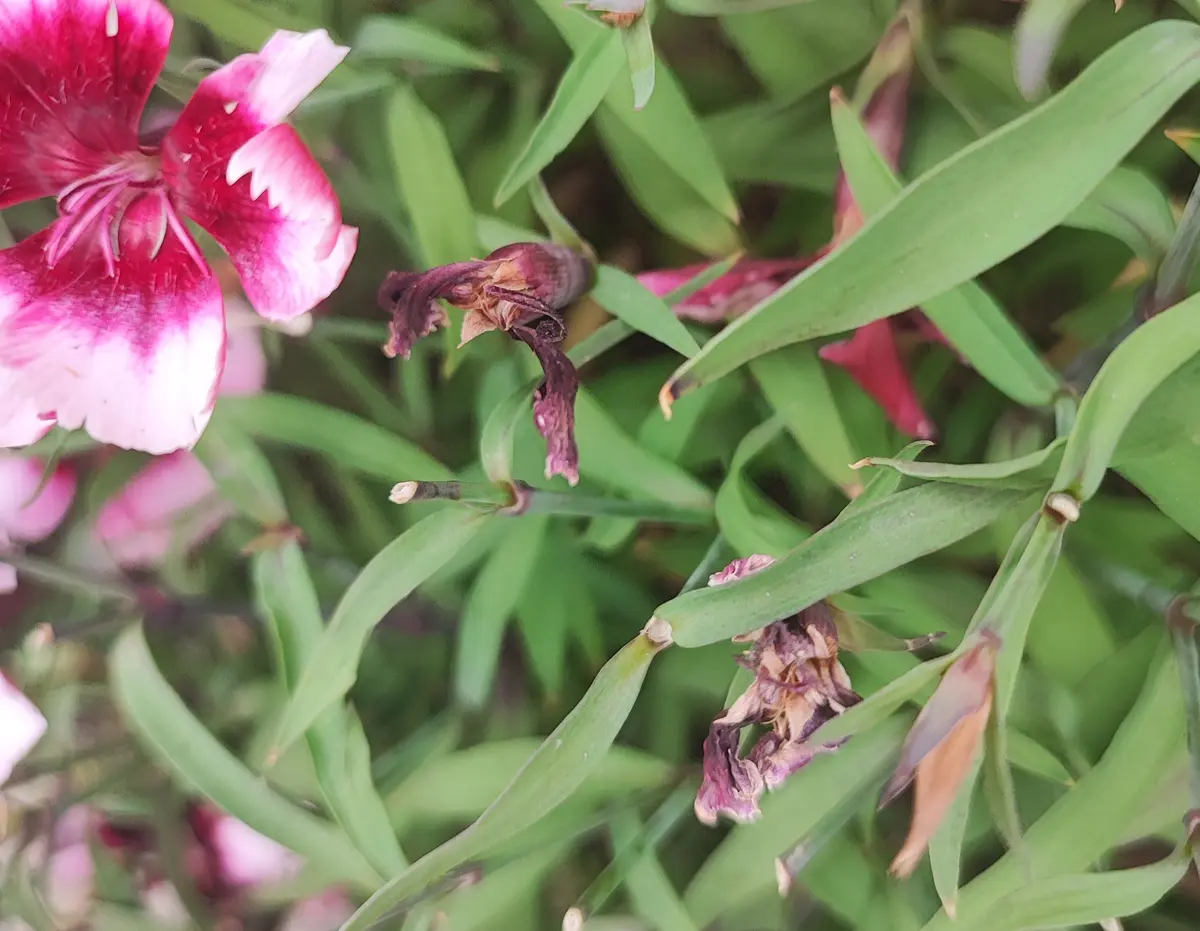 なでしこ、ウリハムシですか？なでしこの花が食べられていま...｜園芸 