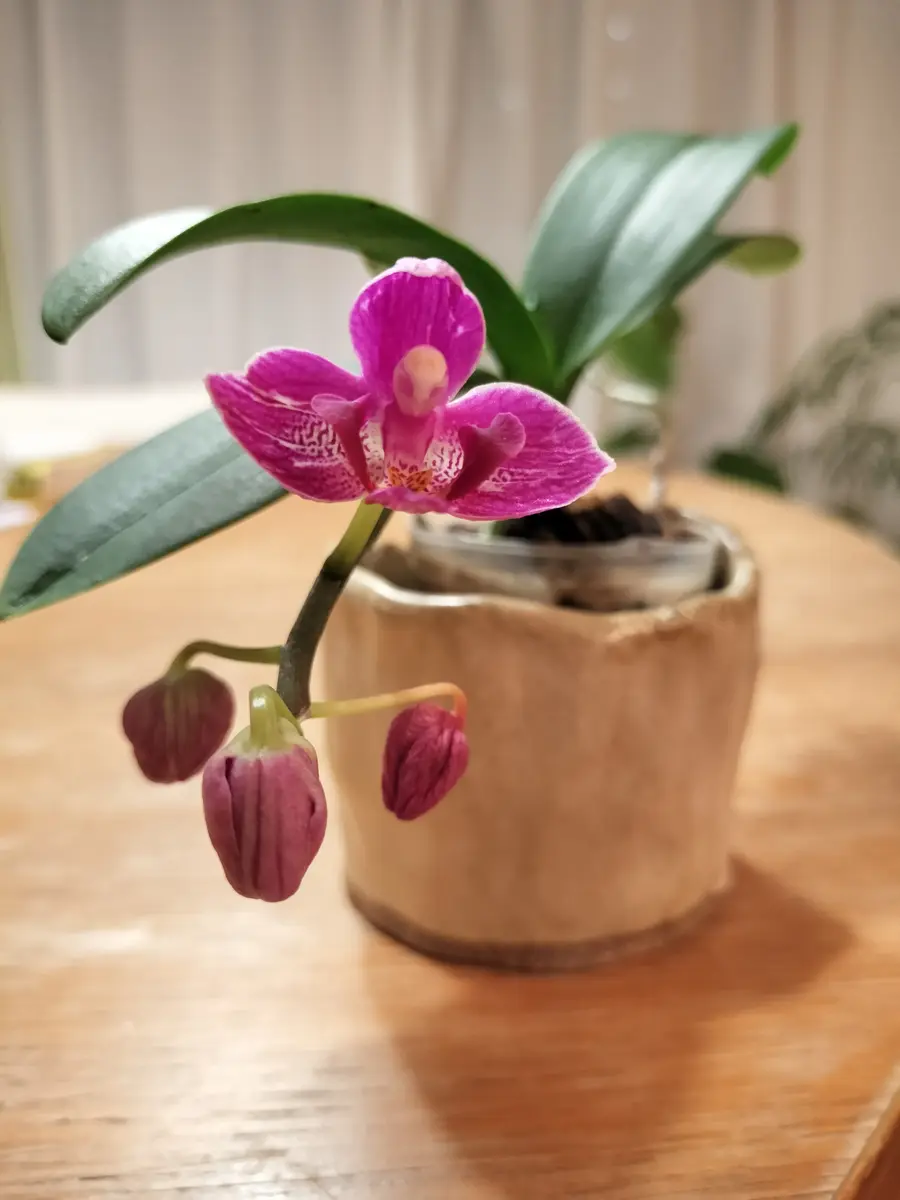 3年前にレスキューしたミニ胡蝶蘭です。昨年に続き花を咲かせて