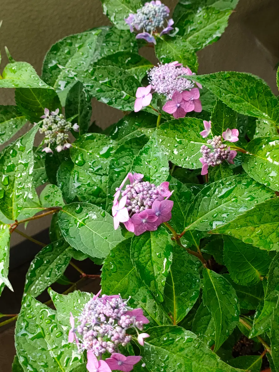 一昨年山紫陽花の藍姫の苗をネットで購入しました。今年初めて