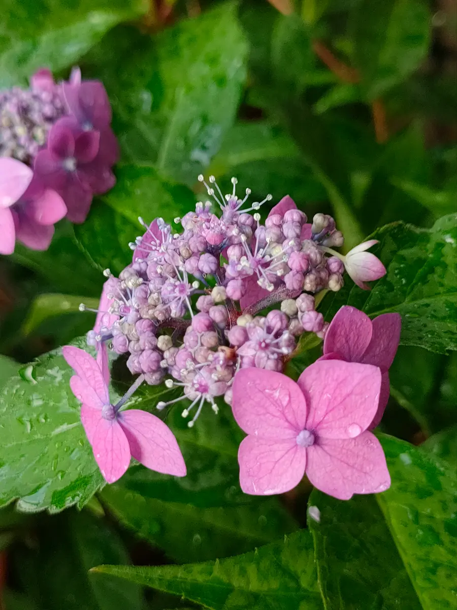 一昨年山紫陽花の藍姫の苗をネットで購入しました。今年初めて 一昨年山紫陽花の藍姫の苗をネットで購入しました。今年初めて