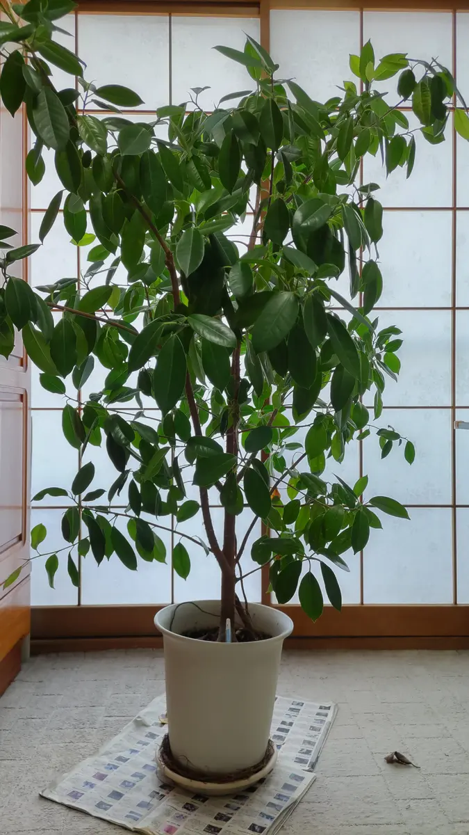 ガジュマルの育て方についておうかがいします。いつもお世話｜園芸