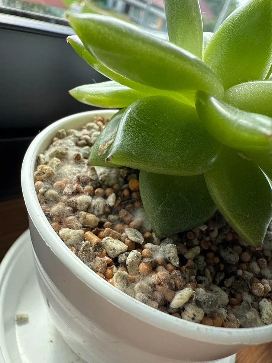 室内で育てている多肉植物の画像です。1週間ほど前にはなかっ｜園芸