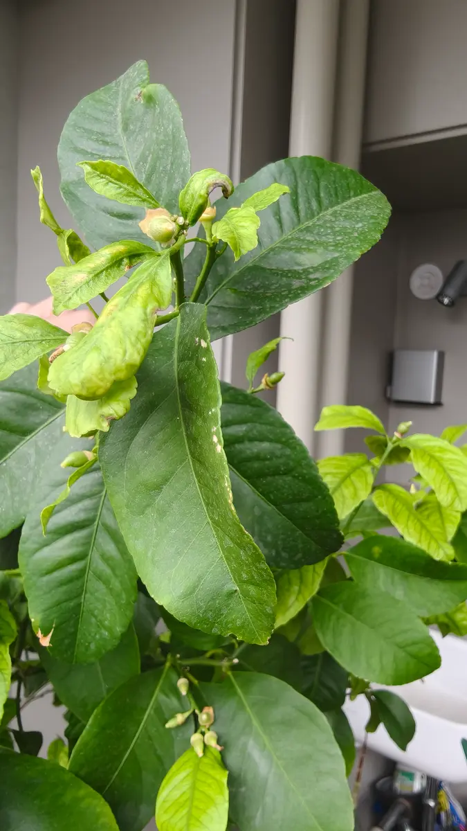 レモンの木（4年目)です。今年の新芽がシワシワで色が薄くて心