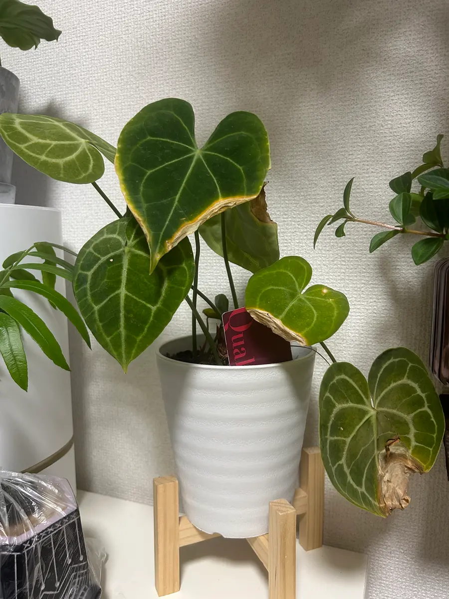 アンスリウムクラリネルビウムを、値下げ品コーナーで購入しま