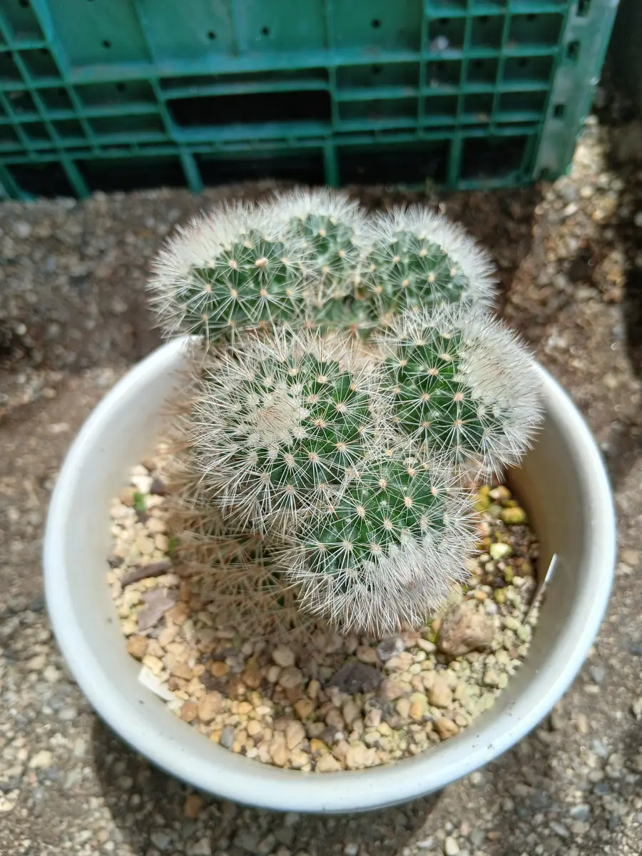 サボテンを放置していたら このような 姿になってしまいまし｜園芸