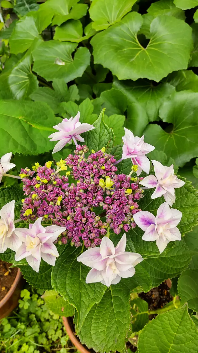 信頼も高い こんばんは。お世話になります。あじさい「星組」についてご質 鉢花