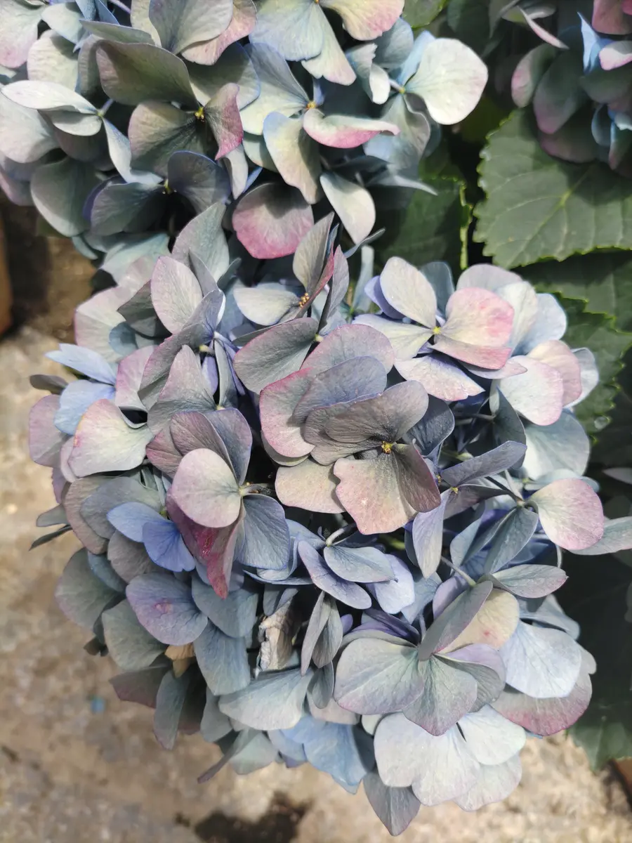 紫陽花の質問です。観光先で鉢植えのとっても素敵な色の紫陽花